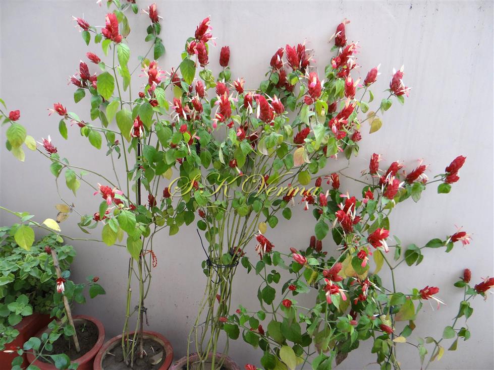  Plant